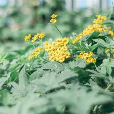 红色葫芦侠9.9.9版本下载